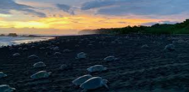 Refugio Nacional de Vida Silvestre Ostional